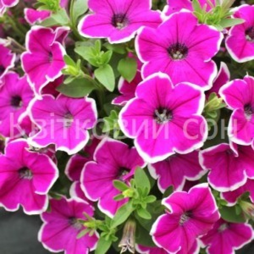 Surprise Magenta Halo_300x300_300x300